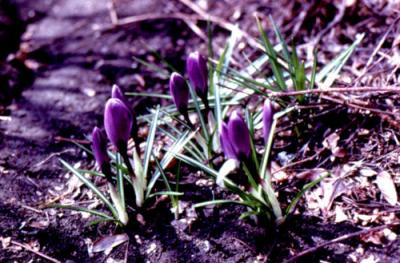 Crocus sativus (azafrán)